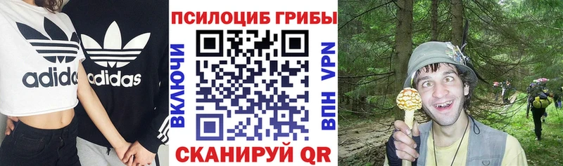 Купить закладки Правдинск Галлюциногенные грибы Cubensis